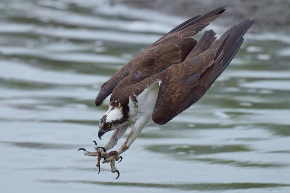 Powerful Osprey Dive by Johnny Chen — canvas wall art