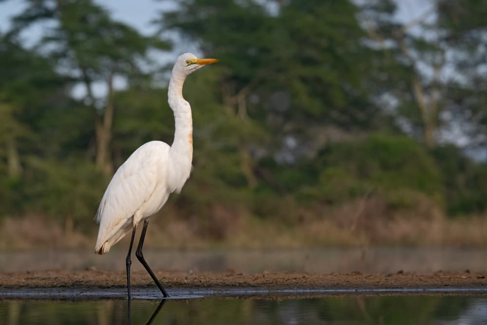 White Egret Reflection by Marco Pozzi — canvas wall art