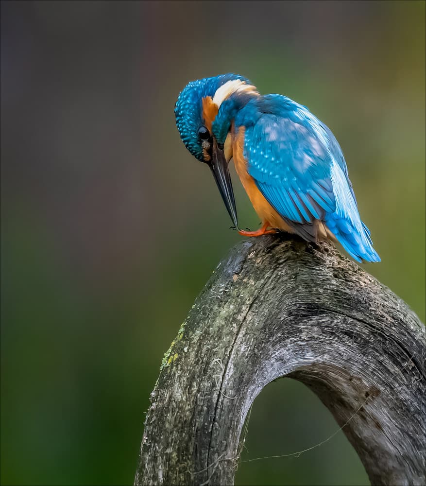Vibrant Kingfisher Preening by Chris Coenders — canvas wall art