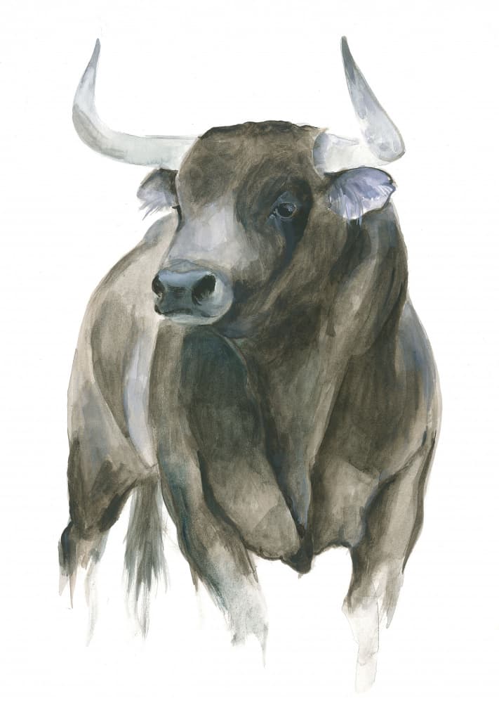  The Strength And Elegance Of A Bull by Isabelle Brent — canvas wall art