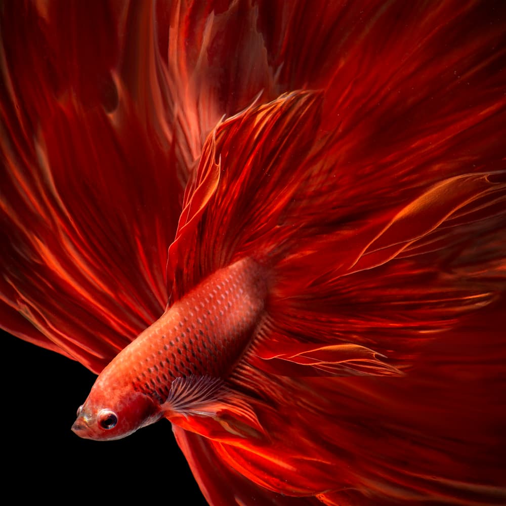 Fiery Red Betta Fish by Antonyus Bunjamin (Abe) — canvas wall art