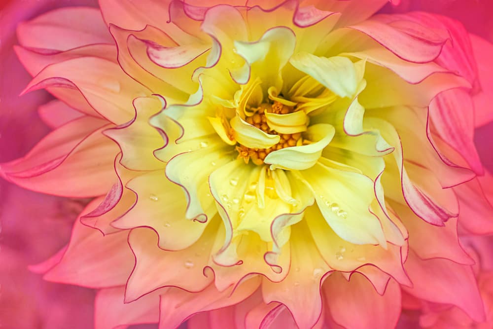 Vibrant Pink Yellow Dahlia by Cheryl Eagers — canvas wall art