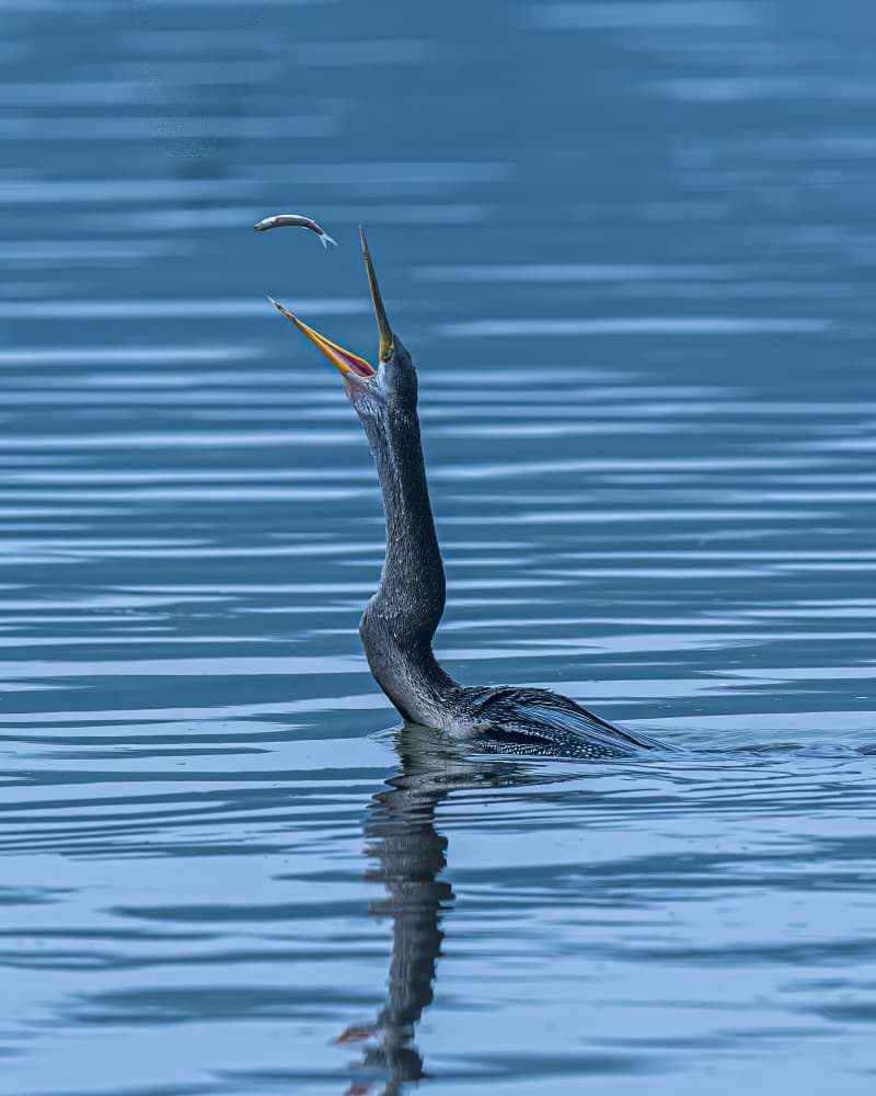 Anhinga Catches Fish by Yogesh Bhatia — canvas wall art