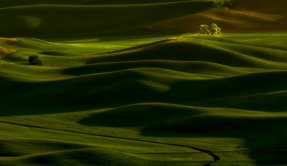 Sunlit Rolling Hills by Lydia Jacobs — canvas wall art