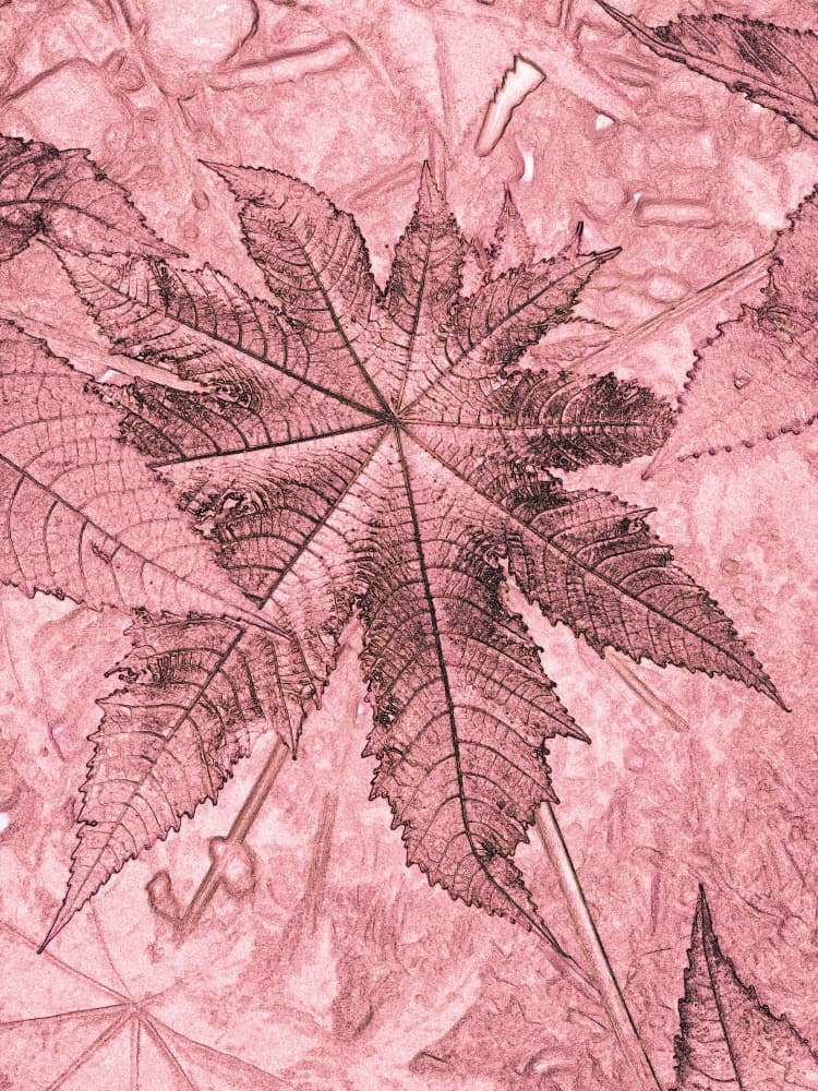 Pink Botanical Leaves by Santhosh ch — canvas wall art