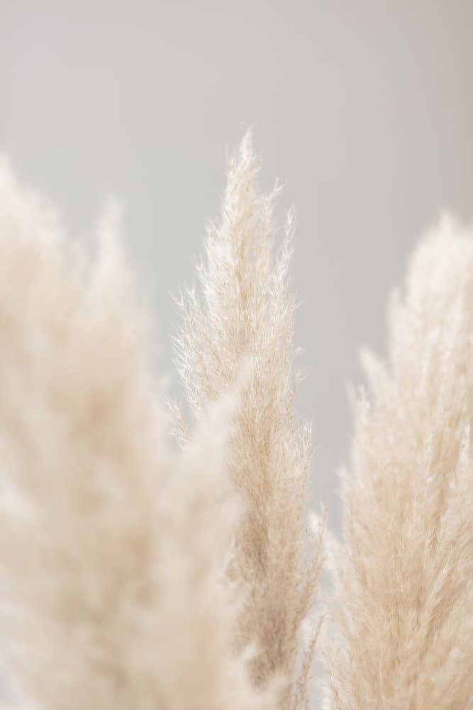Soft Pampas Plumes by Pictufy Studio III — canvas wall art