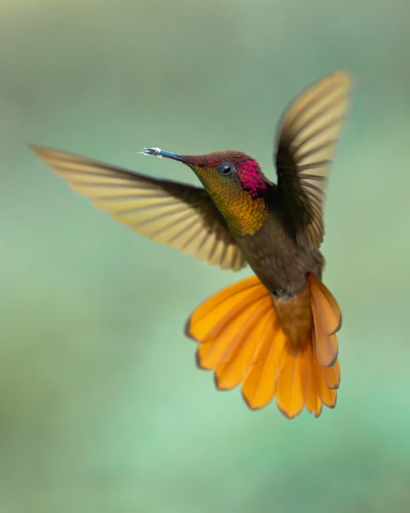 Ruby Hummingbird in Flight by Lisandro PEREZ — canvas wall art