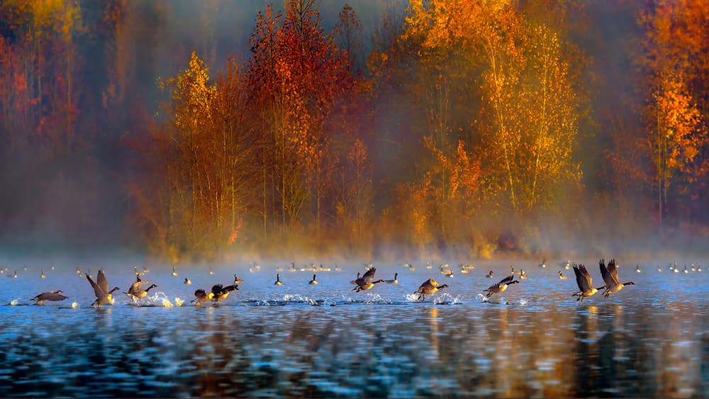 Misty Autumn Flight by Hua Zhu — canvas wall art