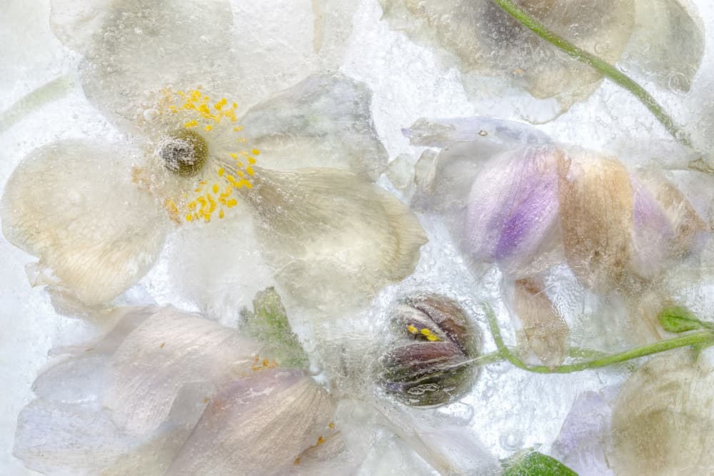 Anemone frost by Mandy Disher — canvas wall art
