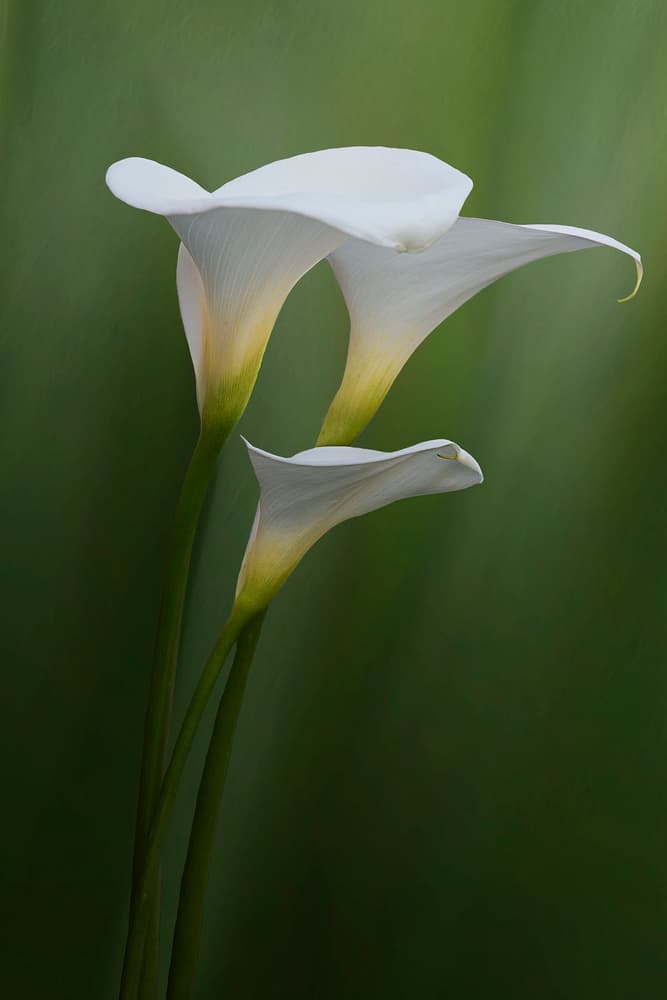 Elegant Calla Lilies by Krystina Wisniowska — canvas wall art