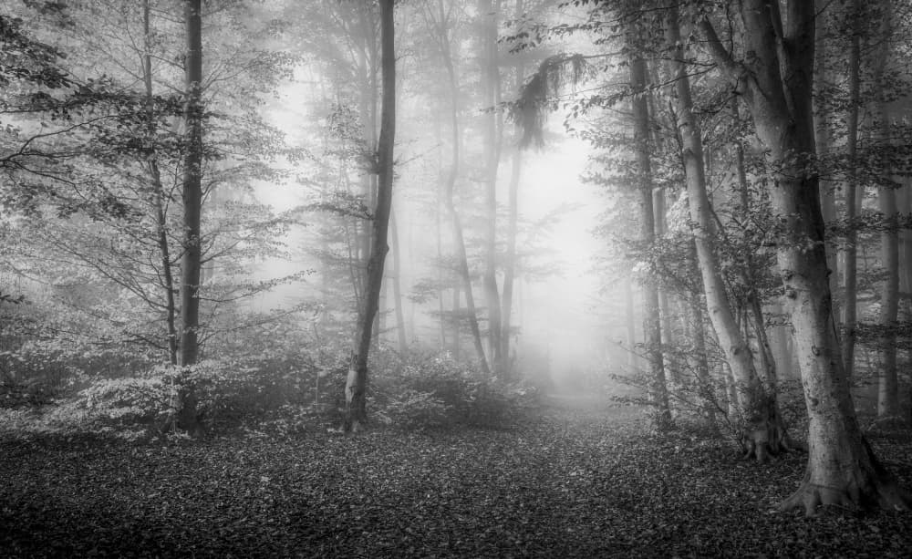 Foggy Forest Path by Norbert Maier — canvas wall art