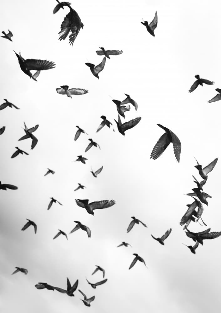 Skyward Symphony by Shot by Clint — canvas wall art