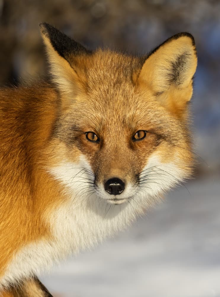 Red Fox Winter Portrait by Mircea Costina — canvas wall art