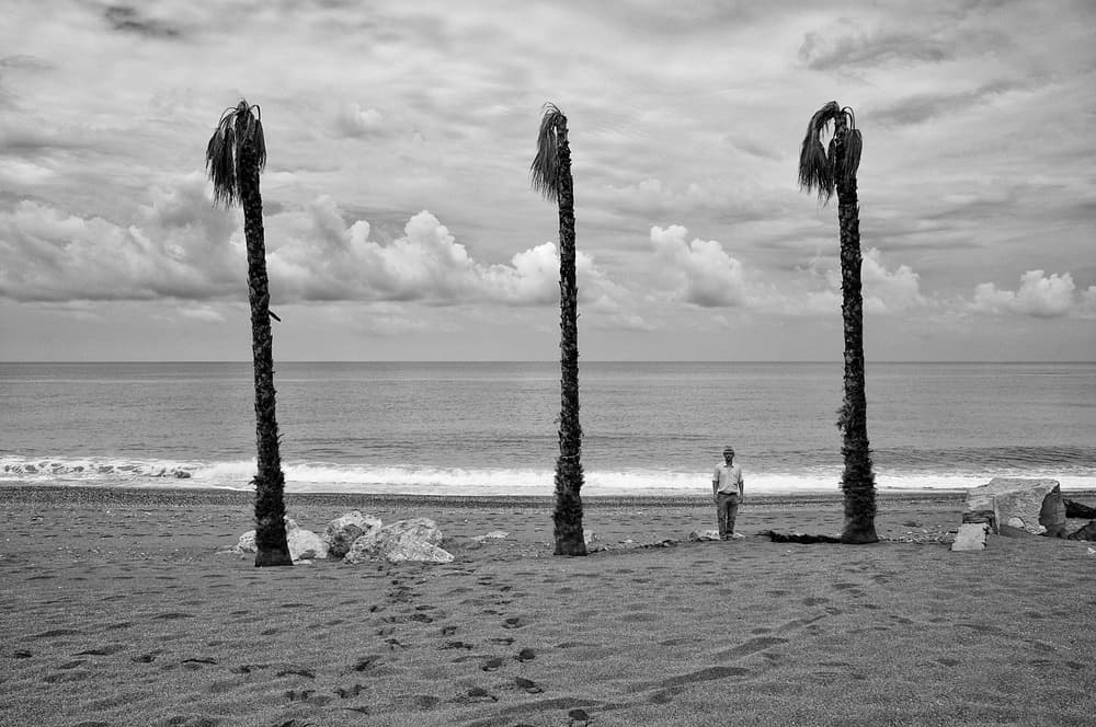 Coastal Solitude Palms by Carlo Ferrara — canvas wall art