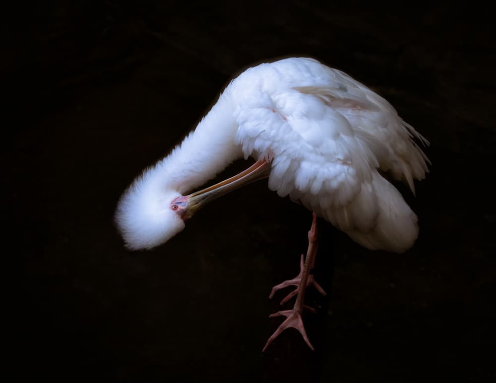 Elegant White Bird by Alex Zhao — canvas wall art