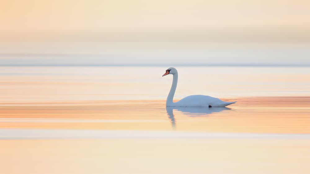 White Swan Serenity by Leif Løndal — canvas wall art