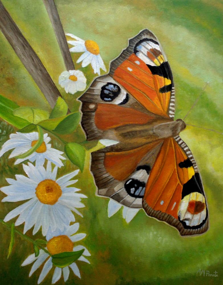 Peacock Butterfly Daisies by Angeles M. Pomata — canvas wall art