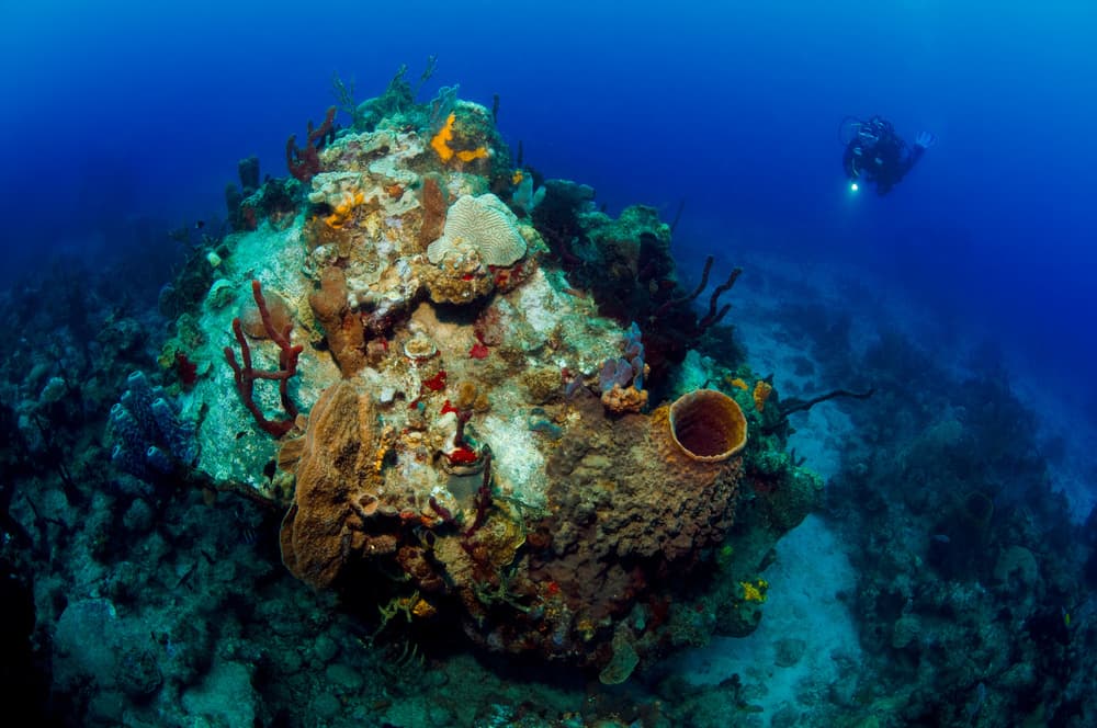 Underwater Coral Discovery by Romano Molinari — canvas wall art