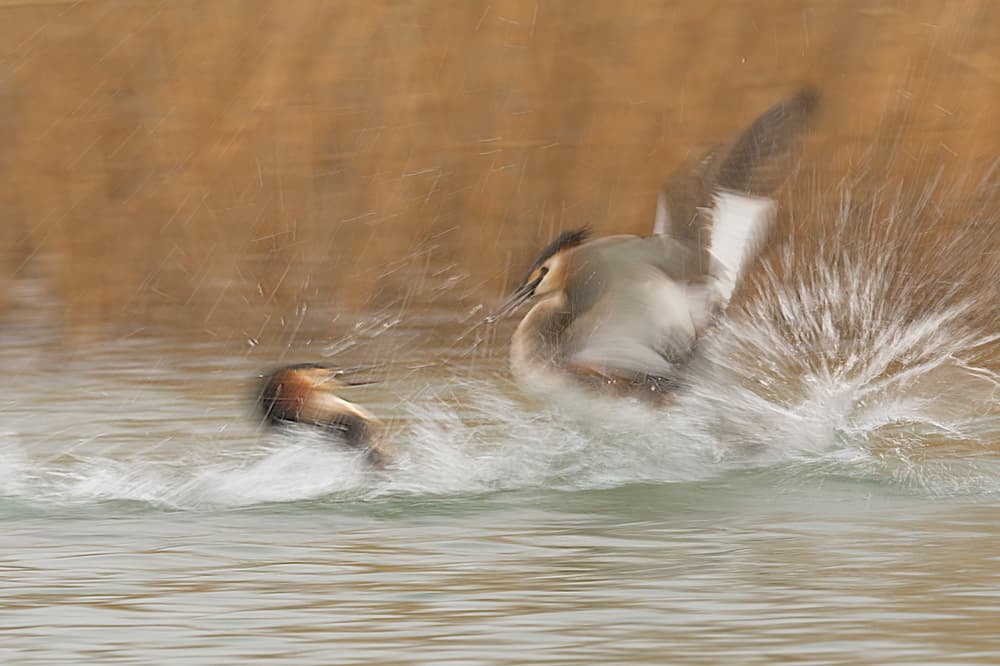 Crested Grebes Splashing by Roberto Marchegiani — canvas wall art