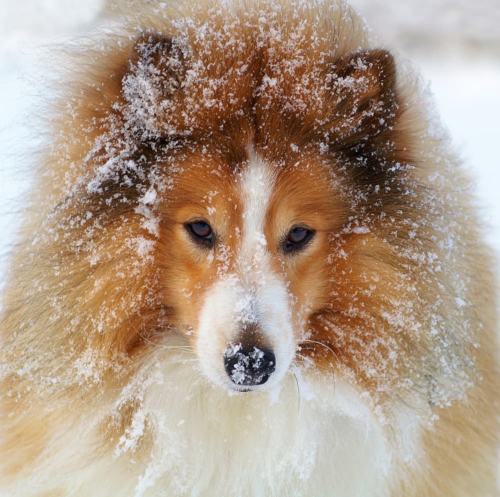 Snowy Winter Dog by Allan Wallberg — canvas wall art