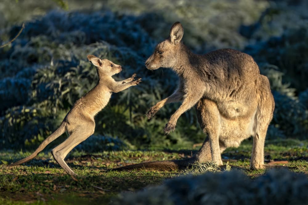 Kangaroo Joey Playtime by Hung Tsui — canvas wall art