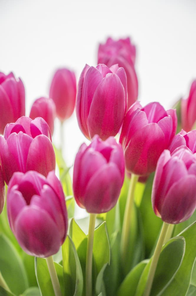 Vibrant Pink Tulips by Christa Stroo — canvas wall art