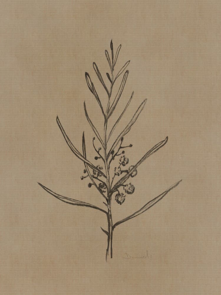 Blackwood Sapling by Dan Hobday — canvas wall art