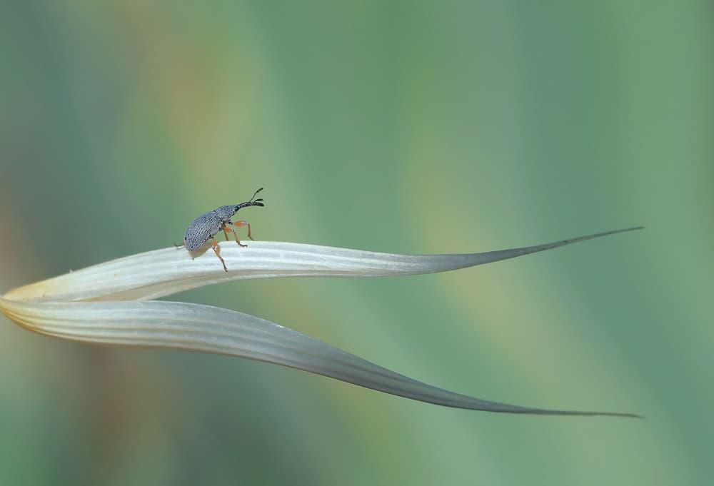 Weevil On Stalk by Thierry Dufour — canvas wall art