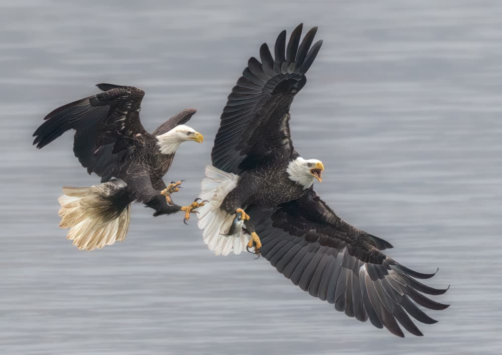 Bald Eagles Fish Chase by Yunqiang Li — canvas wall art