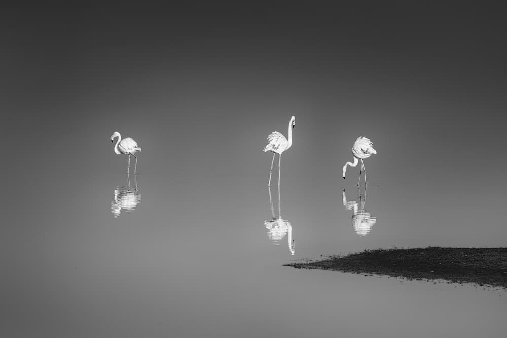 Serene Flamingo Reflections by George Digalakis — canvas wall art