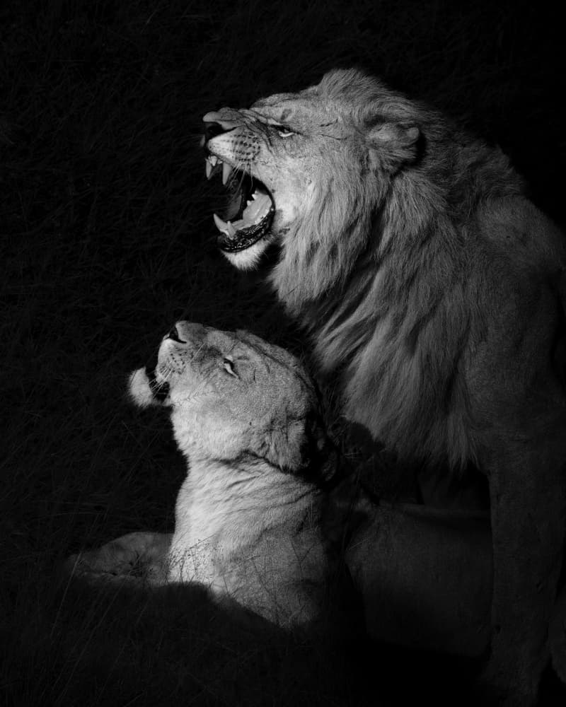 Feline Night Roar by Clear Water — canvas wall art