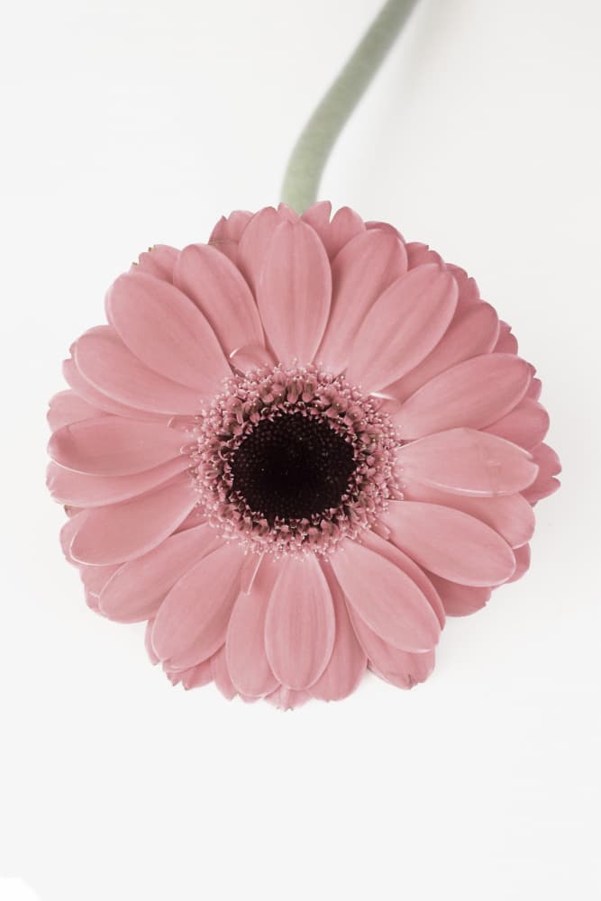 Pink Gerbera II by Kathrin Pienaar — canvas wall art
