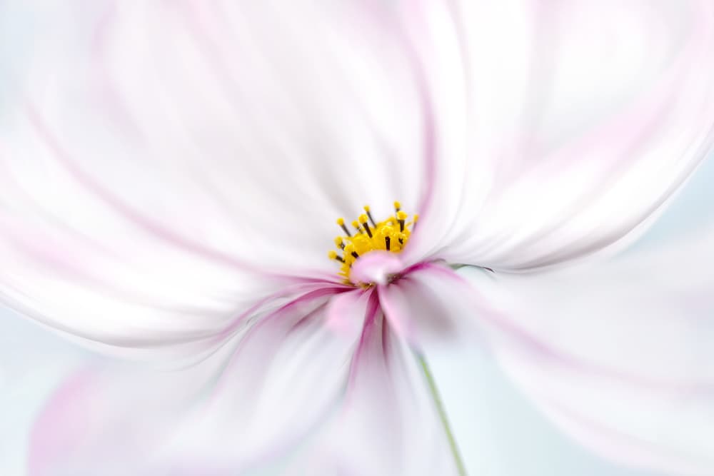 Cosmos by Mandy Disher — canvas wall art
