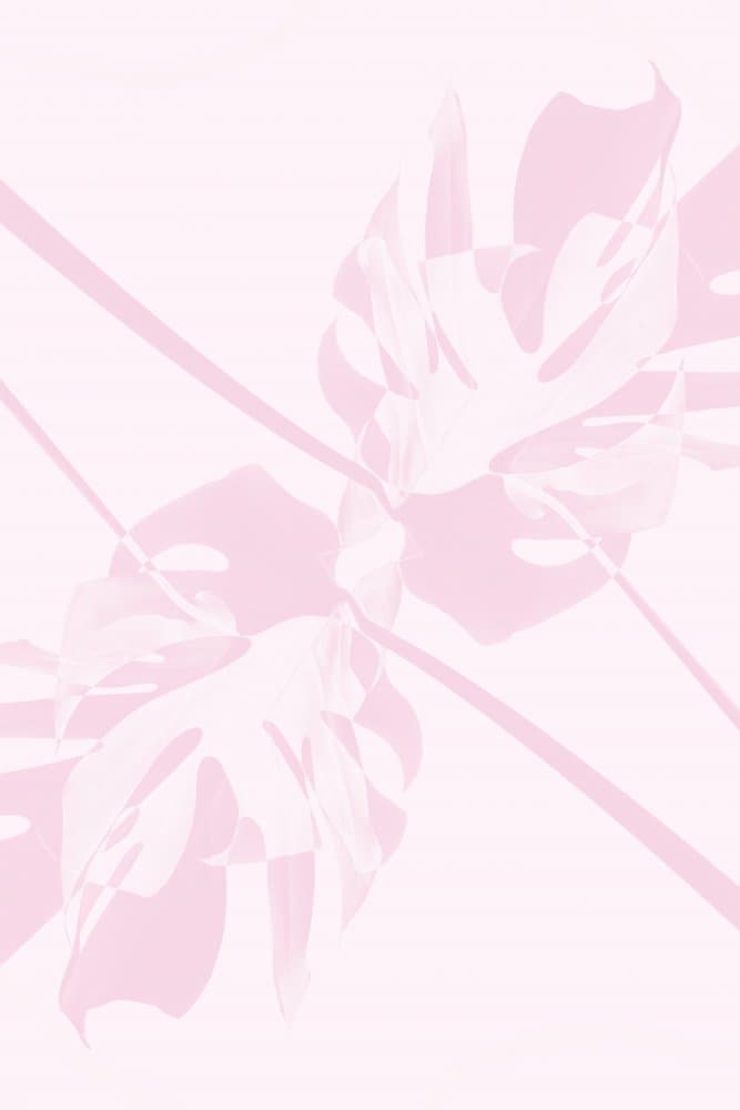 Soft Pink Monstera by Pictufy Studio III — canvas wall art