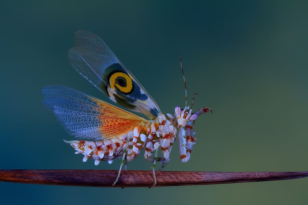 Spiny Flower Mantis Wings by Jimmy Hoffman — canvas wall art