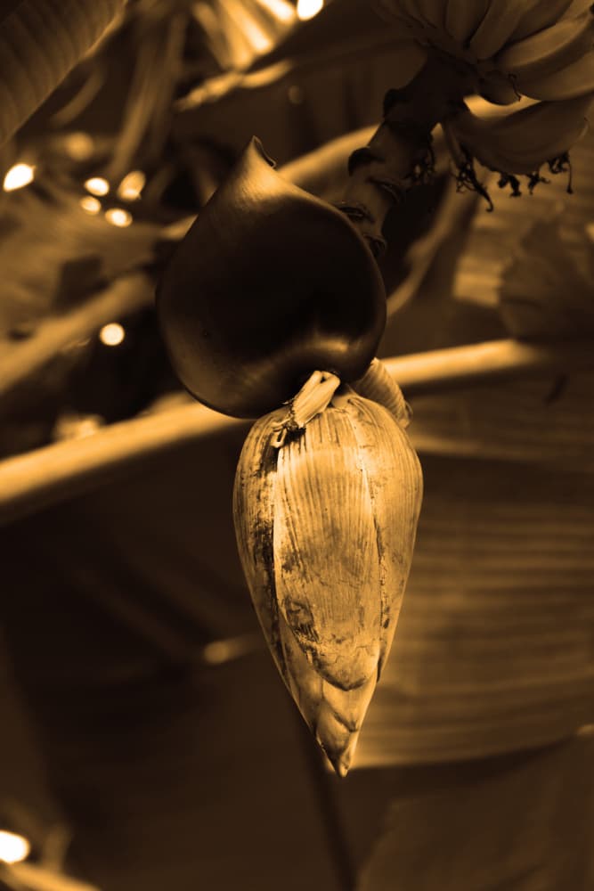 Golden Banana Blossom by Santhosh ch — canvas wall art