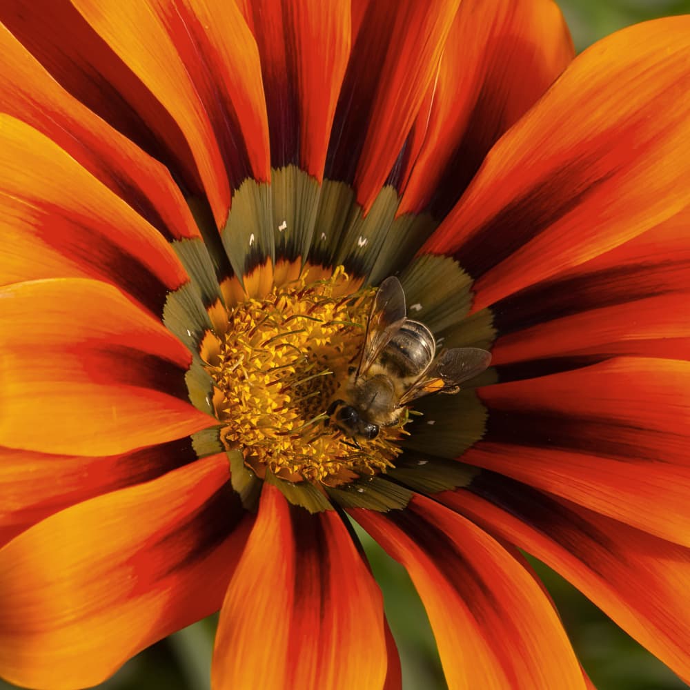 Busy Bee on Orange Flower by Ugur Erkmen — canvas wall art