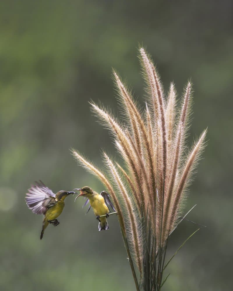 Nurturing Wild Birds by Gatot Herliyanto — canvas wall art