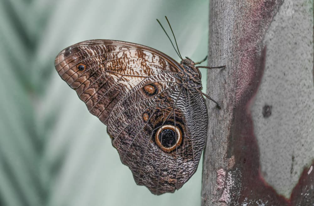 Owl Butterfly on Bark by Oana Vasileniuc — canvas wall art