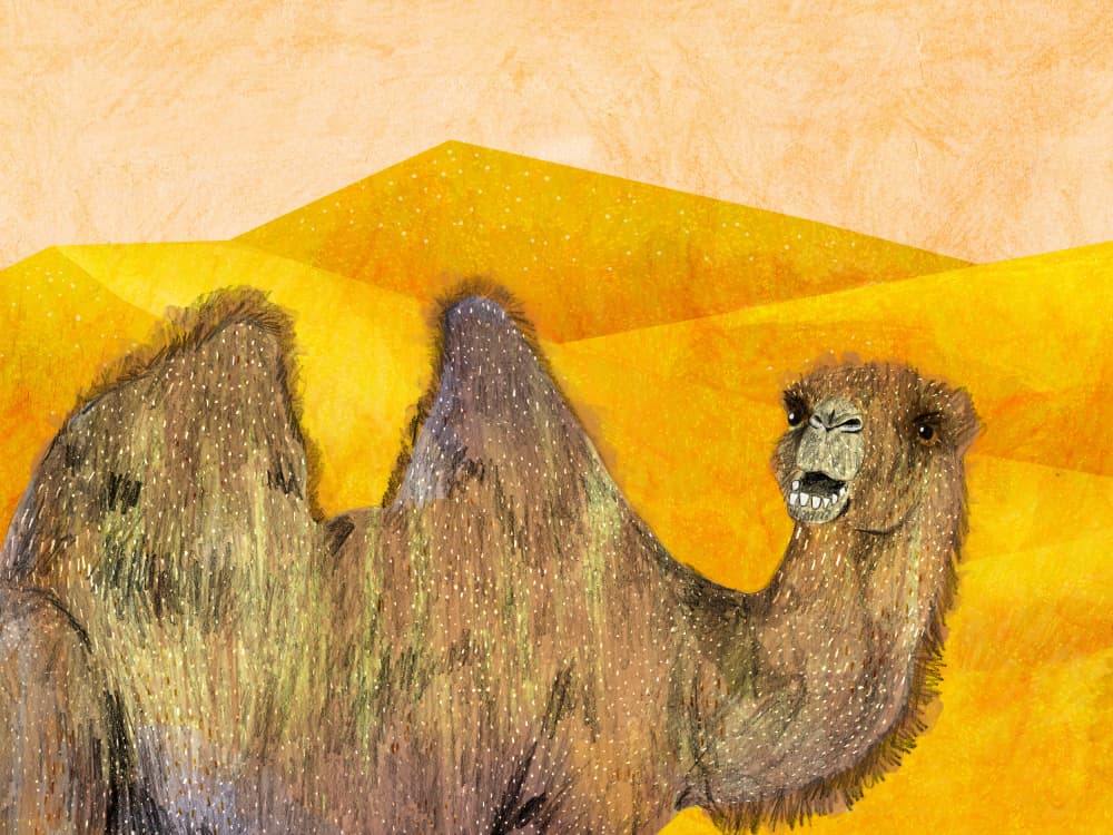 Talking Desert Camel by Martina Scott — canvas wall art