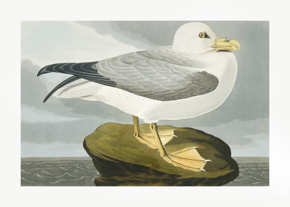 Fulmar Petrel From Birds of America (1827) by John James Audubon — canvas wall art