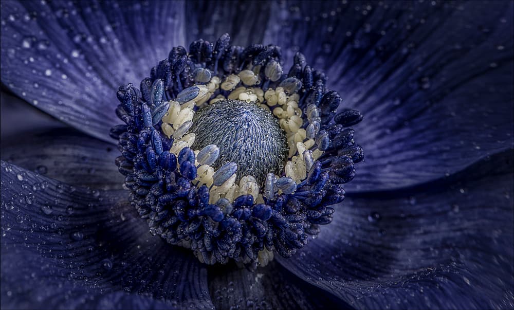 Deep Blue Anemone by Chris Coenders — canvas wall art
