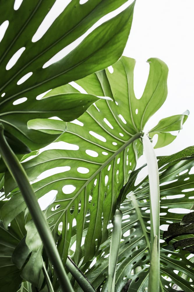 Jungle by Kathrin Pienaar — canvas wall art