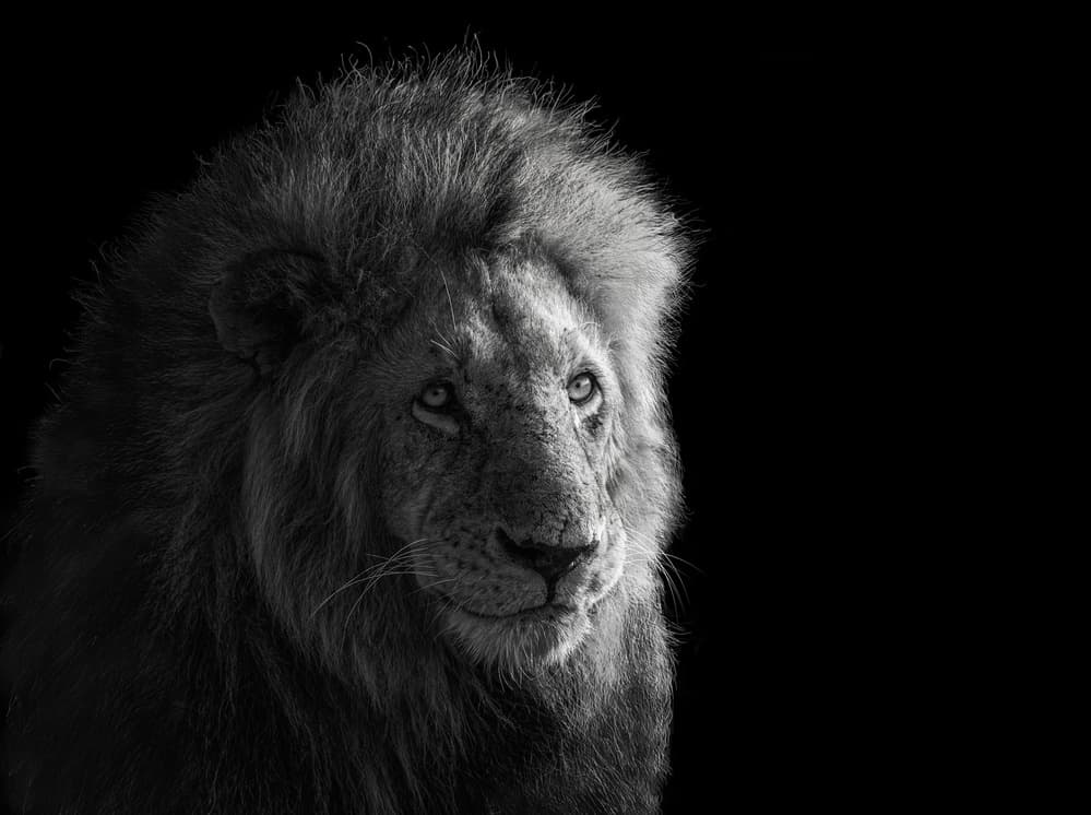 Majestic Lion Gaze by James Cai — canvas wall art