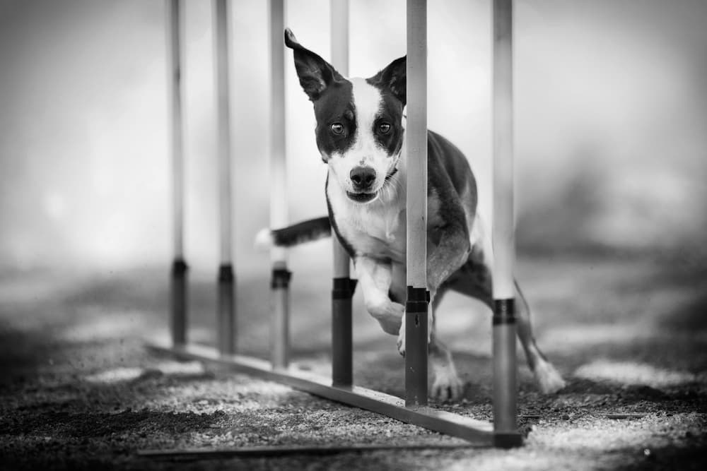 Focused Agility Dog by Pali Gerec — canvas wall art