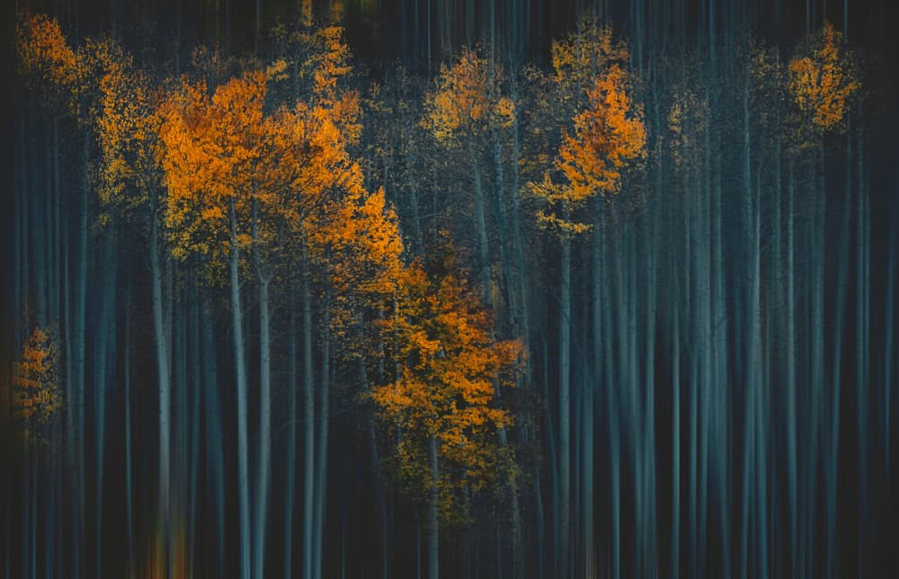 Autumn Forest Blur by Lydia Jacobs — canvas wall art