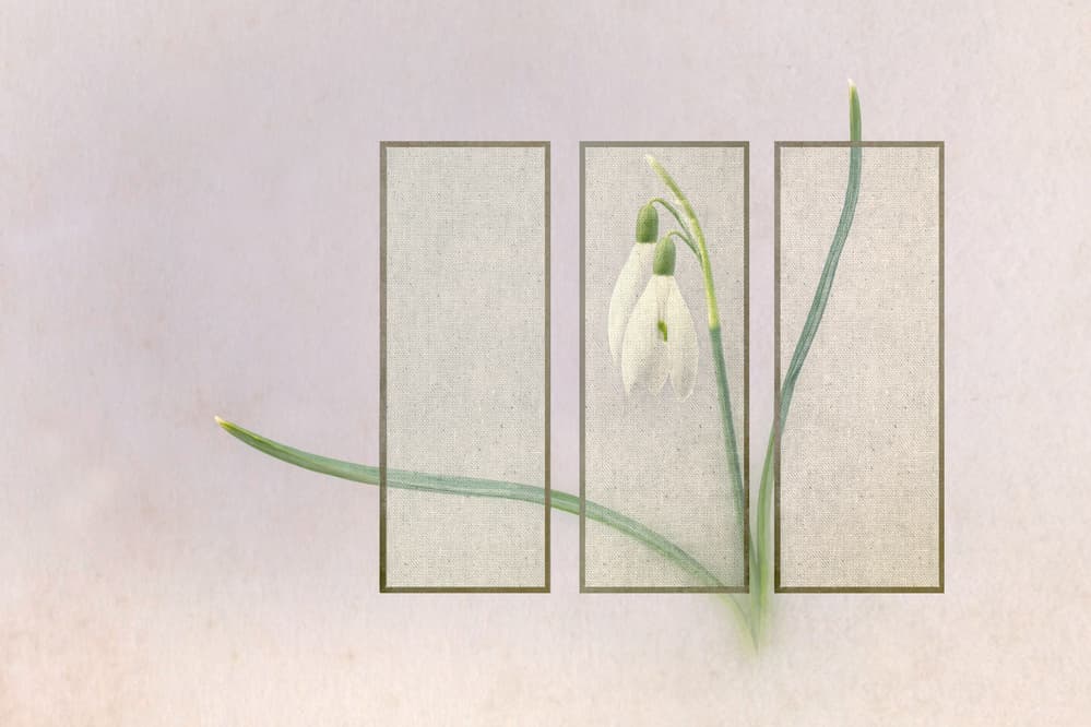 Delicate Framed Snowdrops by Rob Olivier — canvas wall art