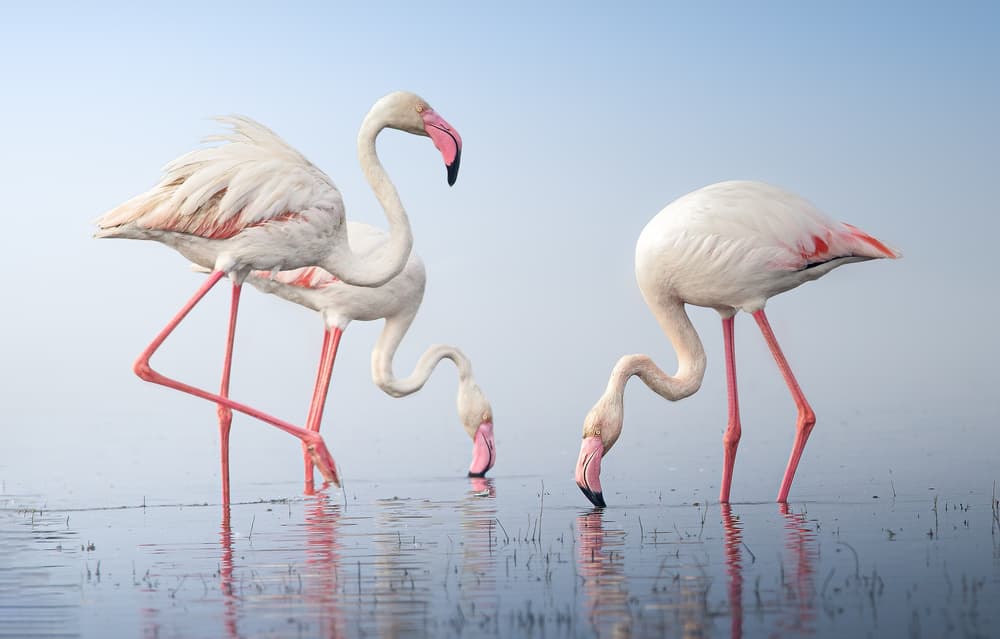 Serene Pink Flamingos by Rahul Wedpathak — canvas wall art