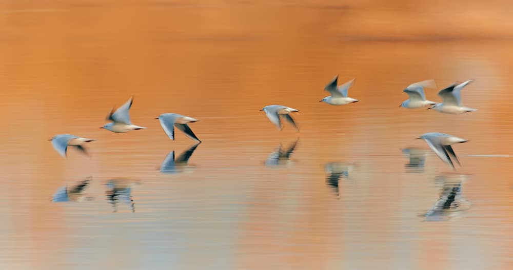 Fluid Golden Flight by Stuart Williams — canvas wall art