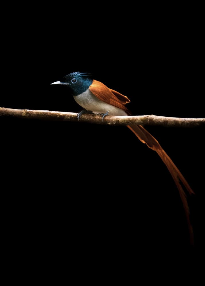 Majestic Paradise Flycatcher by Sooraj Nalloore — canvas wall art